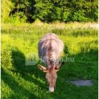 Barátságos Faházak Kehidakustány - Külső kép