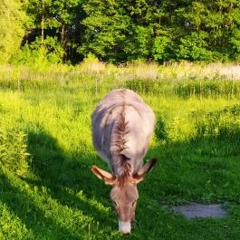 Barátságos Faházak Kehidakustány - Külső kép