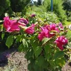 Borgáta Termálfürdő Borgáta - Egyéb