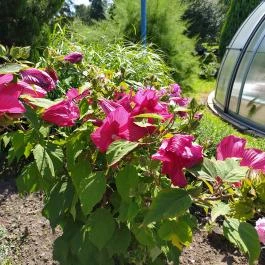 Borgáta Termálfürdő, Borgáta - Egyéb