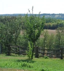 Gyümölcsliget Vendégház 