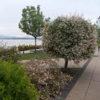 Velence Resort & Spa Velence - Medence/kert