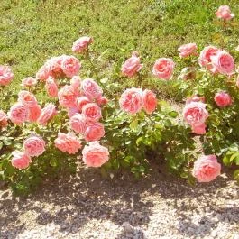 Bodrogi Kúria Wellness Hotel, Inárcs - Környék