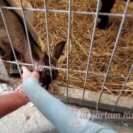 Katica Tanya, Patca - 