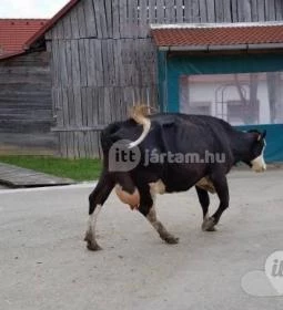 125. legjobb látnivaló: Katica Tanya