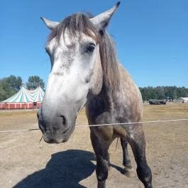 Richter Safari Park Nagykőrös - Egyéb