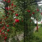 Hotel Radio Inn Siófok - Környék