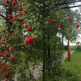 Hotel Radio Inn Siófok - Környék