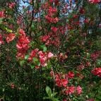 Vácrátóti Arborétum Vácrátót - 