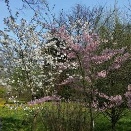 Vácrátóti Arborétum Vácrátót - Egyéb