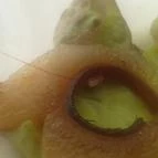 Múzeumkert Étterem & Koktél Bár Esztergom - Étel/ital