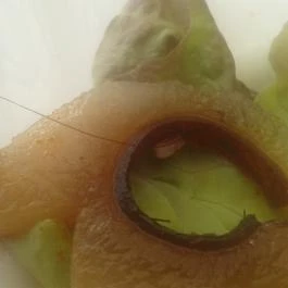 Múzeumkert Étterem & Koktél Bár Esztergom - Étel/ital