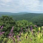 Bujáki várrom Buják - Egyéb