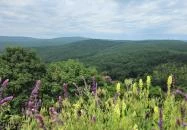 Bujáki várrom Buják