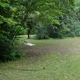 Szarvasi Arborétum, Szarvas - Egyéb