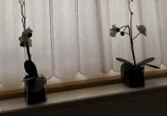 Fészek Fogadó Mosonmagyaróvár