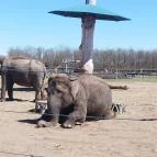 Richter Safari Park Nagykőrös - Egyéb