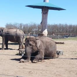 Richter Safari Park Nagykőrös - Egyéb