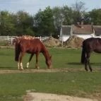 Sokoró Fogadó Sokorópátka - Egyéb