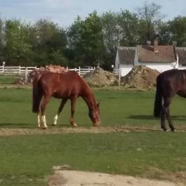 Sokoró Fogadó, Sokorópátka - Egyéb