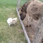 Zichy Park Hotel Bikács - Egyéb