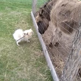 Zichy Park Hotel, Bikács - Egyéb