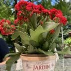 Szőnyi Étterem Budapest - Egyéb