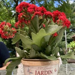 Szőnyi Étterem, Budapest - Egyéb