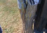 Kőröshegyi Levendulás Kőröshegy