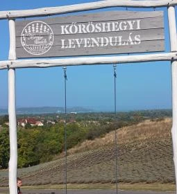 Kőröshegyi Levendulás