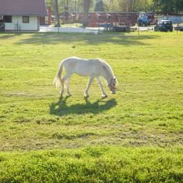 Zselicvölgy Szabadidőfarm Hajmás - Egyéb