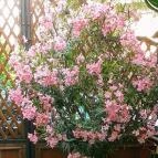 Templomkerti Kisvendéglő Edelény - Egyéb