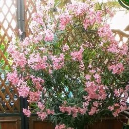 Templomkerti Kisvendéglő Edelény - Egyéb