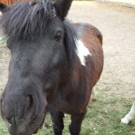 Nyerges Hotel Termál, Monor - Egyéb