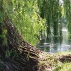 Hercegasszony Birtok Mezőtúr - Medence/kert