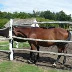 Zichy Park Hotel Bikács - Egyéb