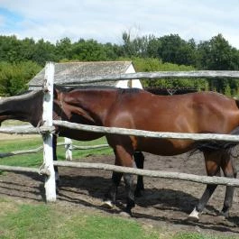 Zichy Park Hotel, Bikács - Egyéb