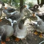 Zichy Park Hotel Bikács - Egyéb