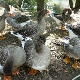 Zichy Park Hotel, Bikács - Egyéb