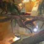 Dzsungel Kávézó & Étterem Budapest - Belső