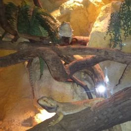 Dzsungel Kávézó & Étterem Budapest - Belső