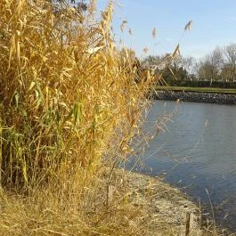 Liget Wellness & Konferencia Hotel , Szarvas - Környék