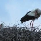 Royal Hotel Cserkeszőlő - Környék