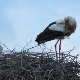 Royal Hotel Cserkeszőlő - Környék