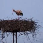 Royal Hotel Cserkeszőlő - Környék