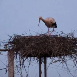 Royal Hotel Cserkeszőlő - Környék