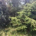 Pannonhalmi Főapátság Arborétuma és Gyógynövénykertje Pannonhalma - Külső kép