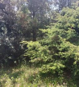 Pannonhalmi Főapátság Arborétuma és Gyógynövénykertje