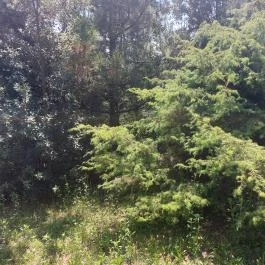 Pannonhalmi Főapátság Arborétuma és Gyógynövénykertje Pannonhalma - Külső kép