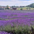 Pannonhalmi Főapátság Arborétuma és Gyógynövénykertje Pannonhalma - Külső kép